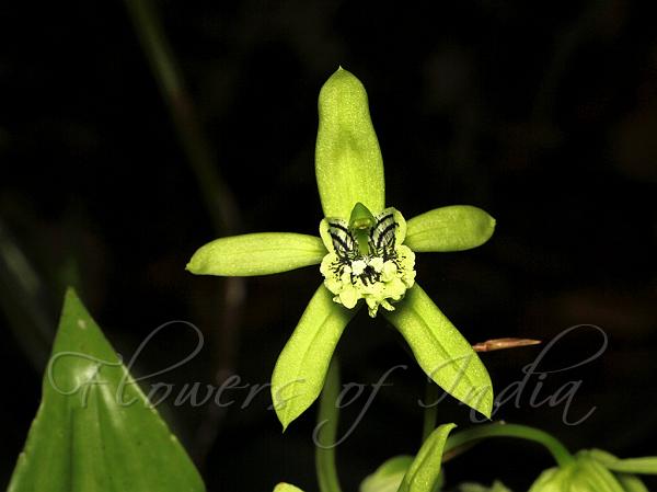 Mayer's Coelogyne